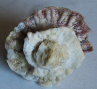 Astralium pileolum , (Reeve, 1842)